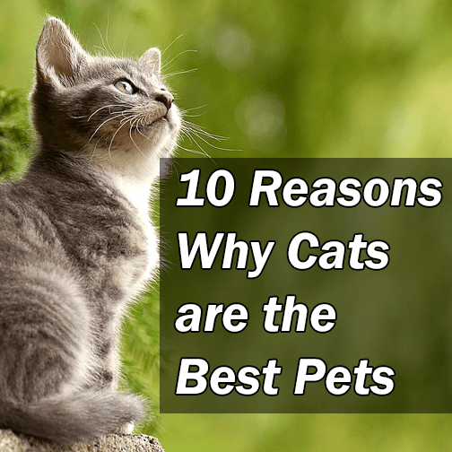 Why cats make the perfect pets?