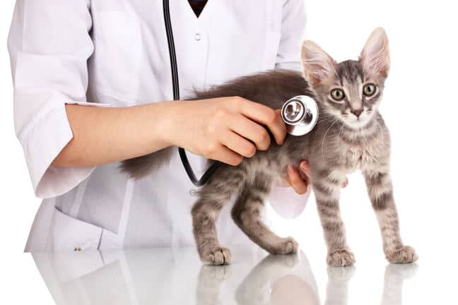 Common Health Problems in Cats