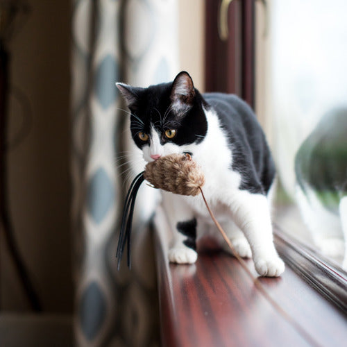 Cats' hobbies – Why cats love to chase small prey.
