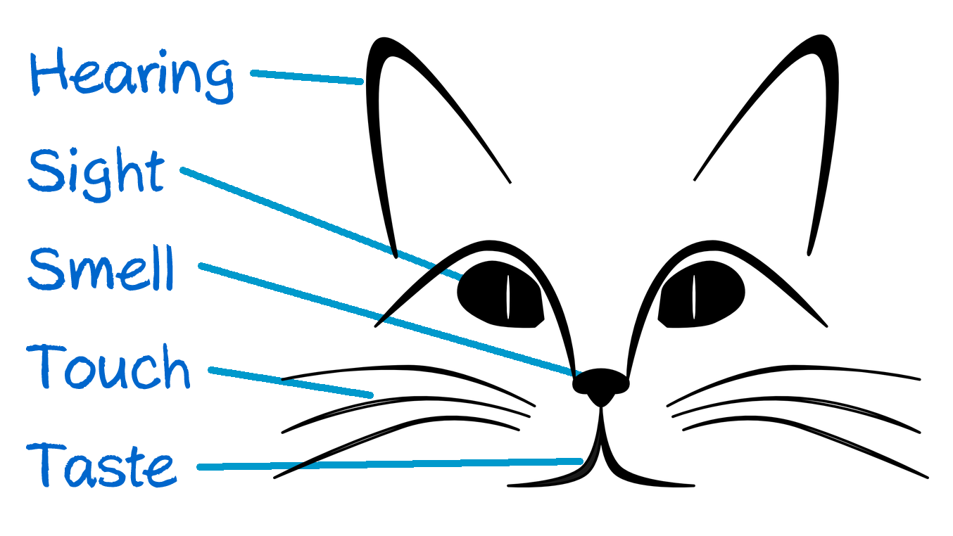 Cats' senses – Vision, hearing, smell, and taste in cats.