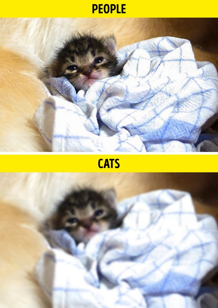 How Cats See the World