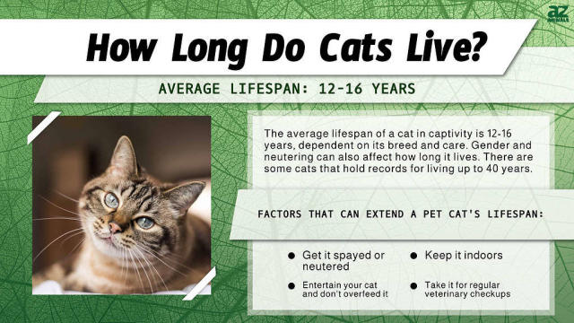 How long do cats live and what affects it