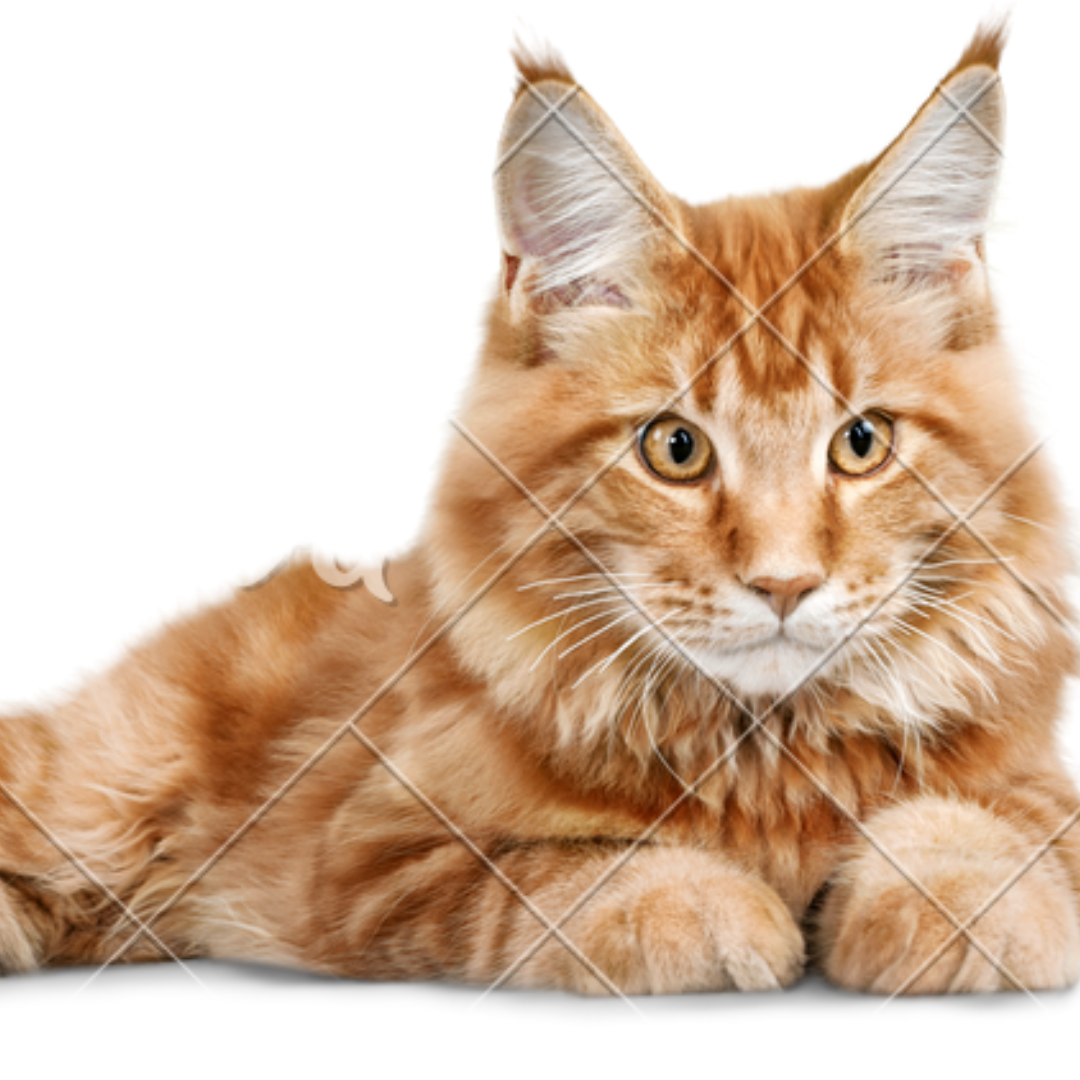 Cat Treats Mix: A Fun and Nutritious Way to Pamper Your Feline