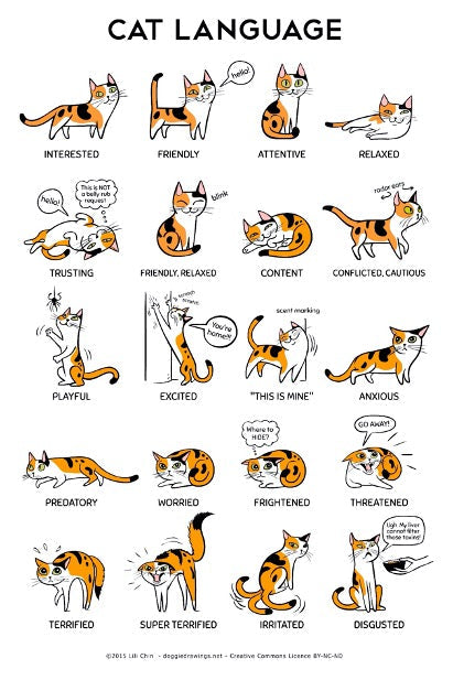 Cat Communication