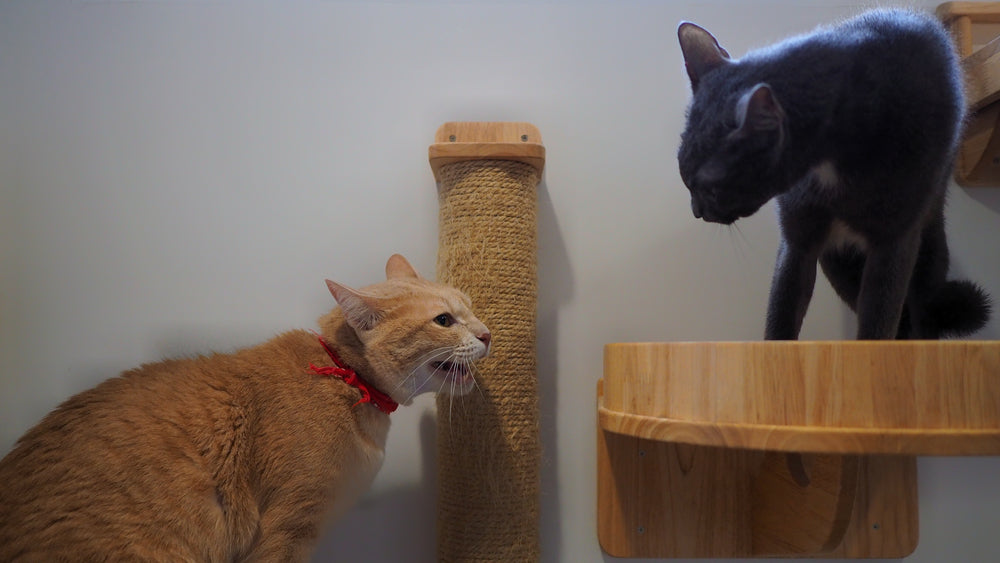 Buying Motivation: Ensuring Your Cats' Well-being During Stressful Situations