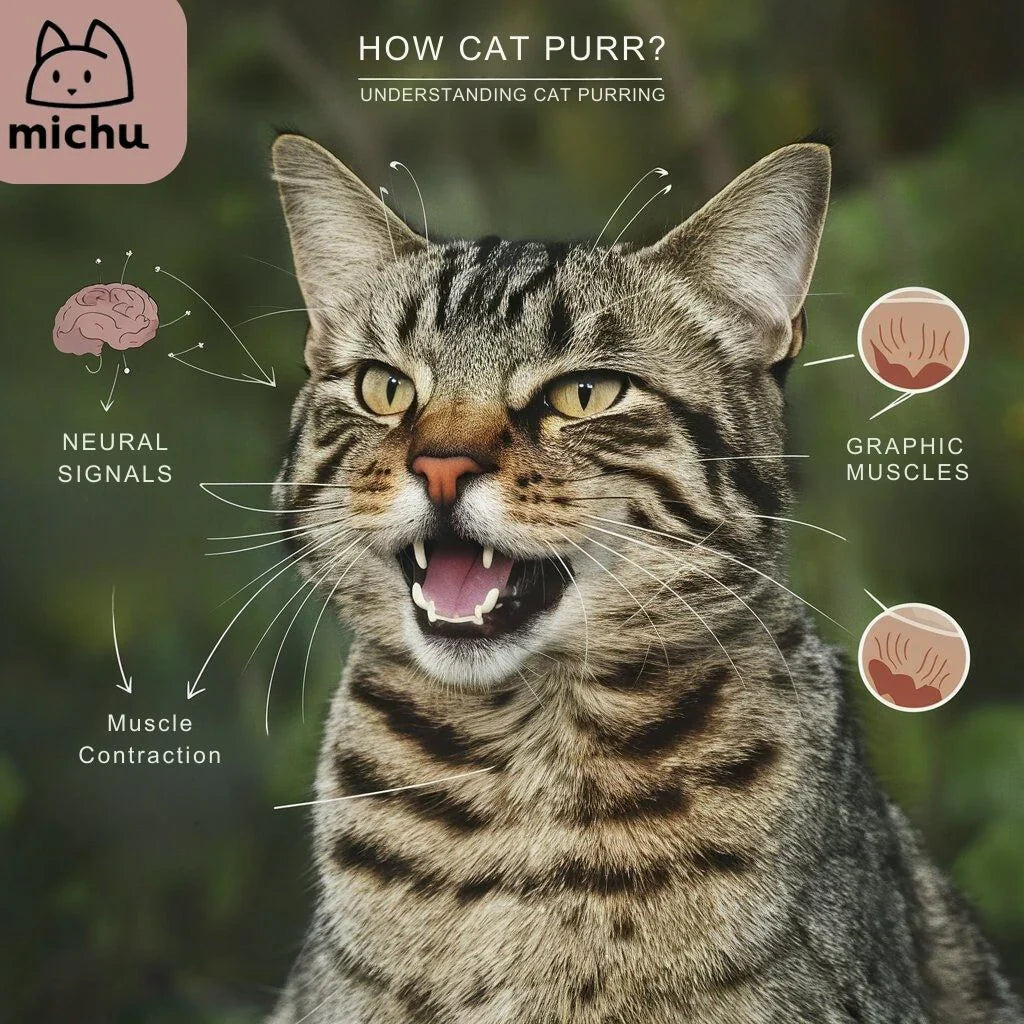 Why do cats purr?