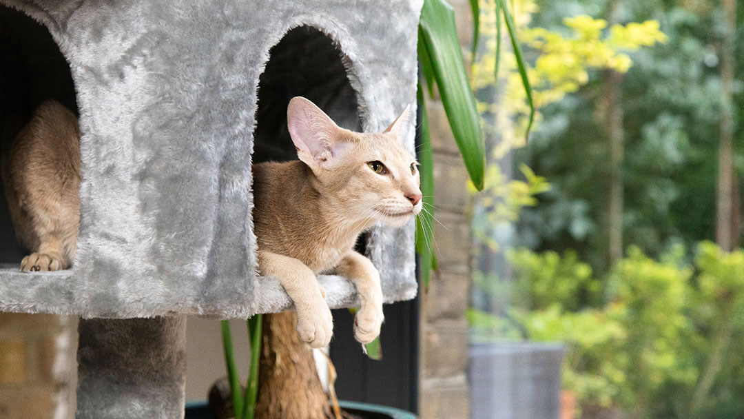 How to keep a cat indoors – How to make your home safe and comfortable for your cat.