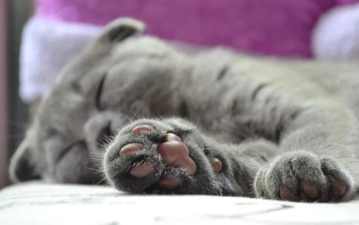 Cat Paws – Why cats like to hide their back paws and what it means.
