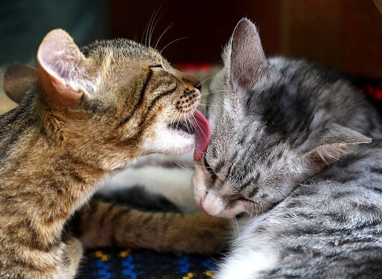 The social life of a cat – How cats communicate with each other and with humans.
