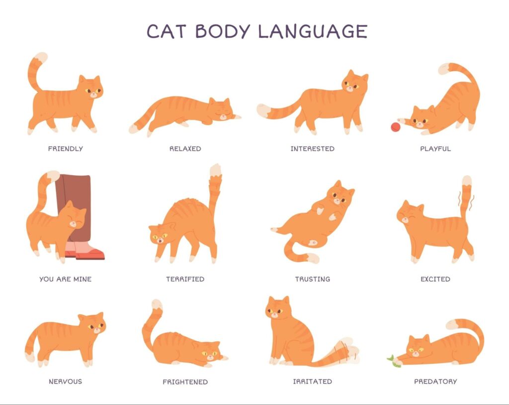 Cat Behavior: Understanding Their Body Language.