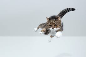 Cats’ Ability to Land on Their Feet