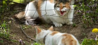 Cats as guard animals – How cats protect the house and establish territorial instincts.