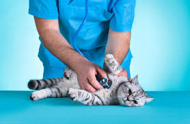 Cat health – Common diseases in cats and how to prevent them.