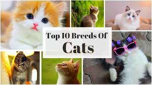 Popular cat breeds around the world