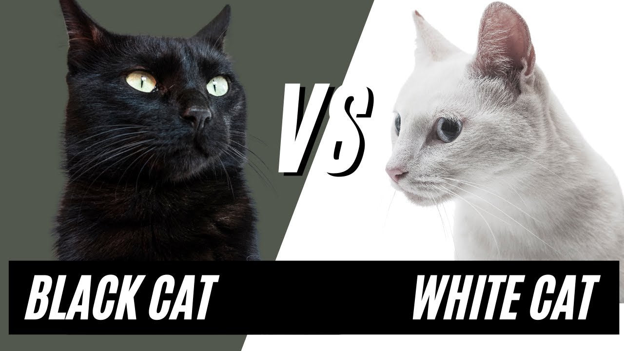 The difference between white and black cats