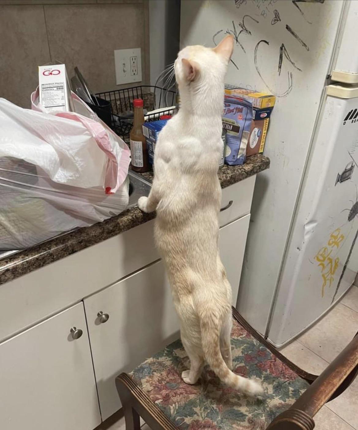 Can cats have visible muscle?