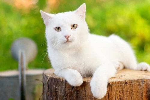 The Mystery of white Cats