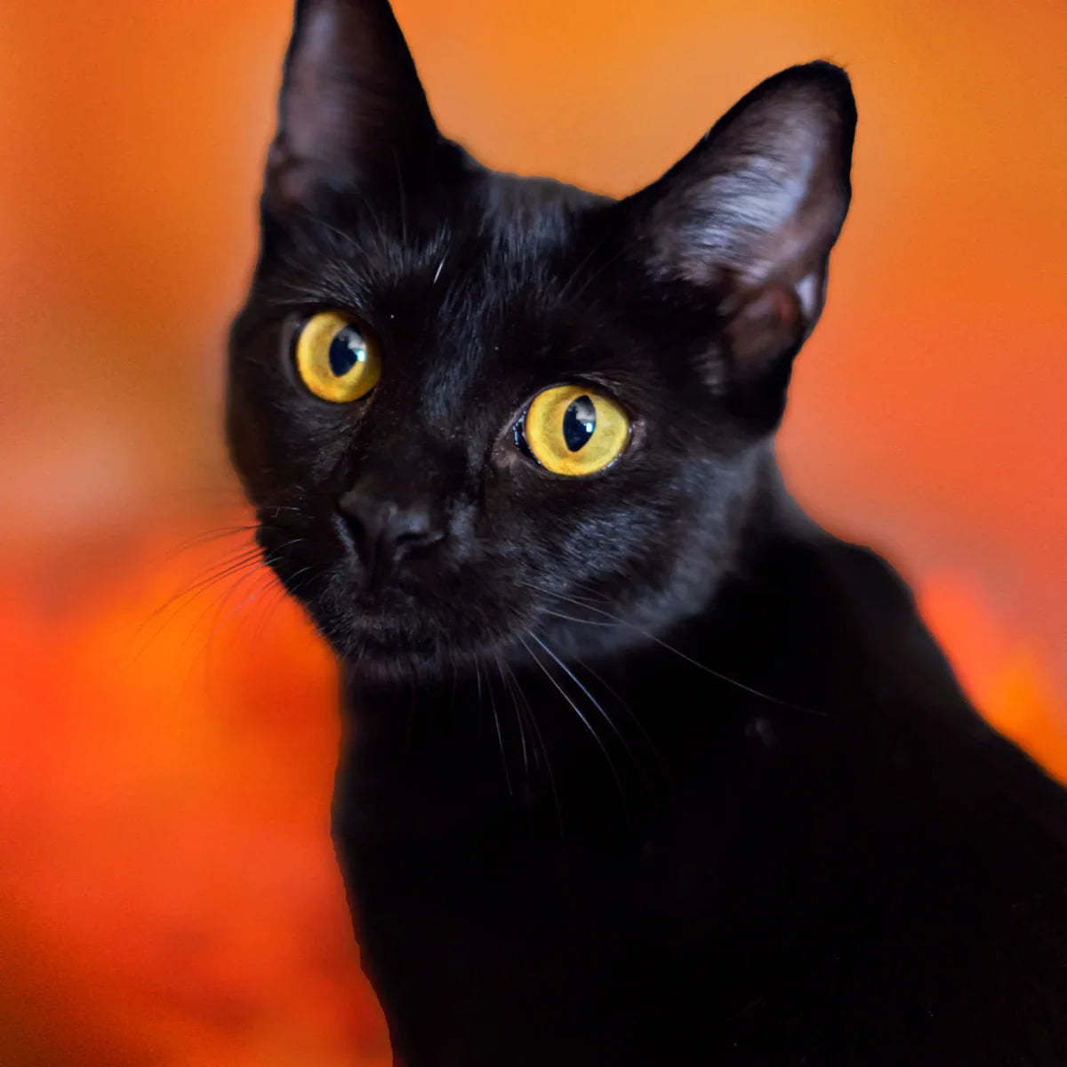The Mystery of Black Cats