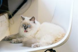 Cats with autism