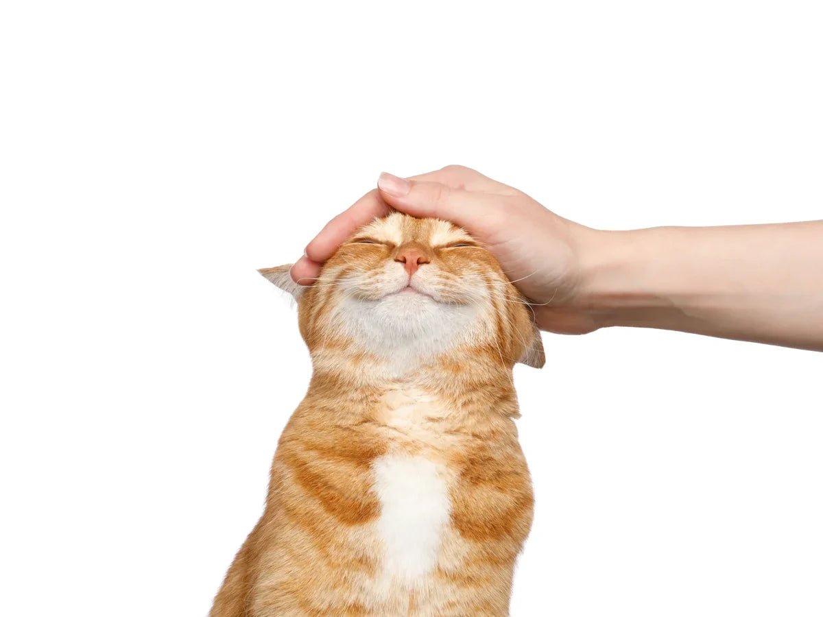 Can Cats Love? – A discussion on whether cats experience love like humans, or if it's just dependency.