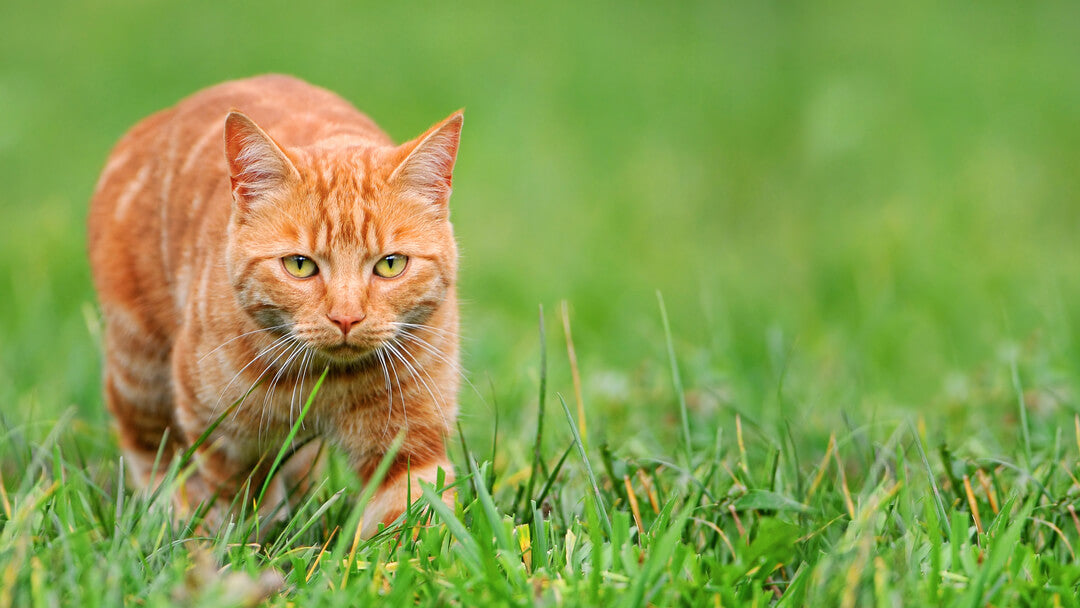 A Cat’s Hunting Talent – How cats hone their hunting instincts, even when they don’t need to rely on them.