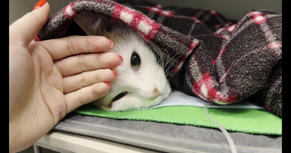 Keeping Your Cats Calm and Happy During Stressful Situations