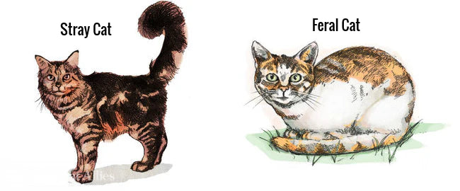 Stray Cats vs. Outdoor Cats – The difference between cats without homes and cats that live indoors but go outside.