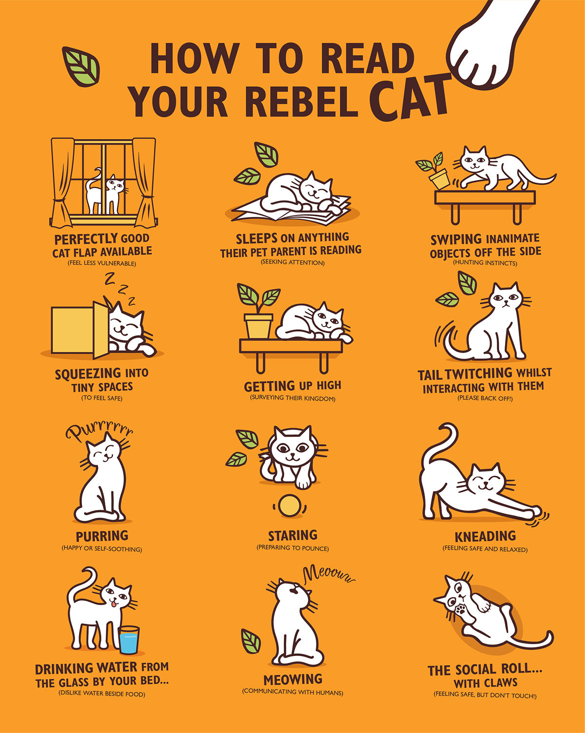 How to know if your cat feels good