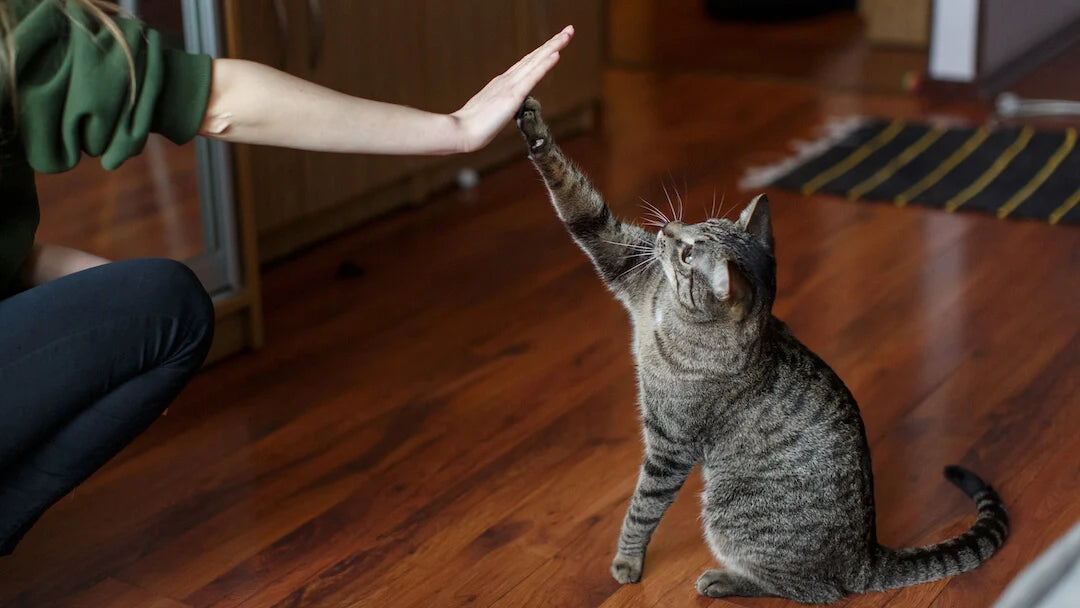 The benefits of having a cat as a pet – Why a cat is an excellent companion.