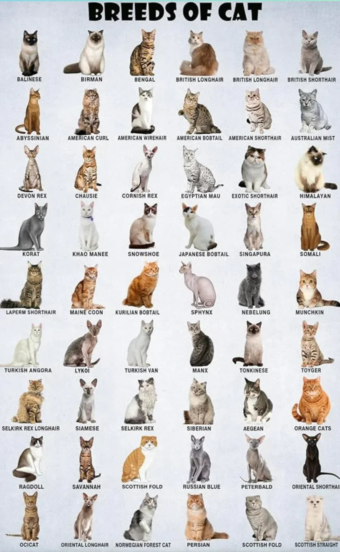 Different Cat Breeds