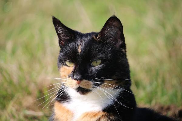 How to Choose a Purebred or Mixed-Breed Cat?