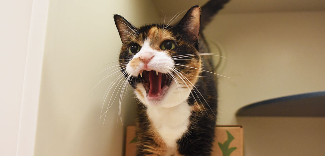 Cats that might be dangerous