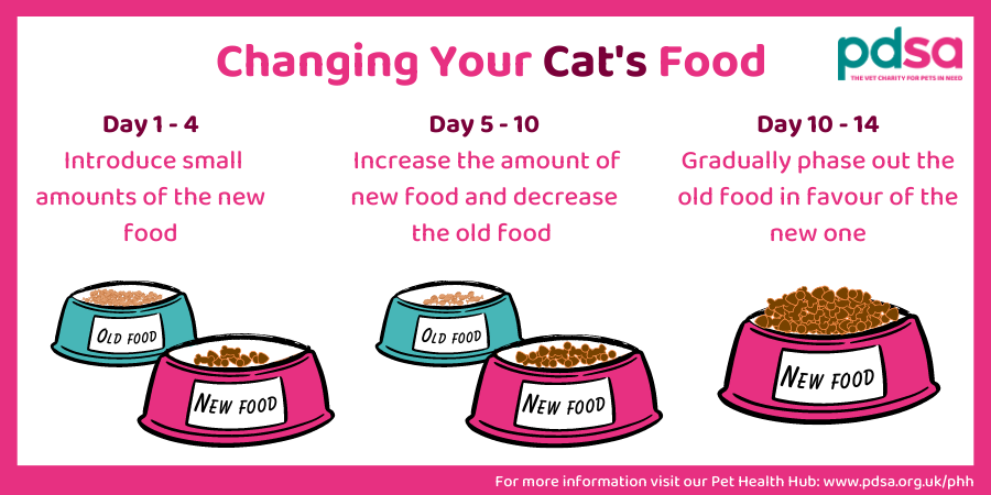 Proper Nutrition for Cats – What to feed your cat and what not to, and how to tell if your cat has nutritional issues.