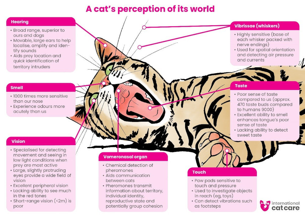 Cats and a Sense of Security – How cats create a sense of safety in their home and how you can help them feel comfortable.
