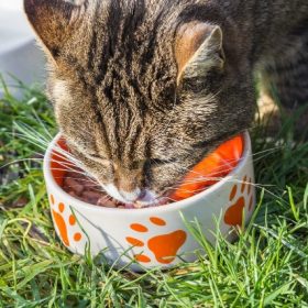 Why Cats Need Treats?