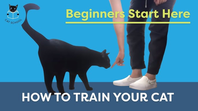 Training a Cat for the Home.