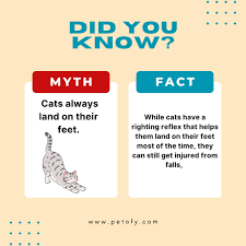 Myths About Cats – What’s true and what’s not about cats, like the belief that they always land on their feet.