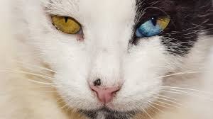 What Makes Cats Unique as Pets