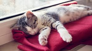 Cats and Sleep
