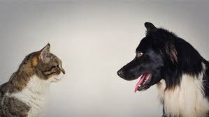 Can a cat be as loyal as a dog? – The social behavior of cats.