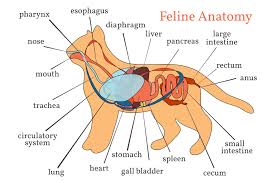 The physiology of cats – How a cat's body is built and how it works.