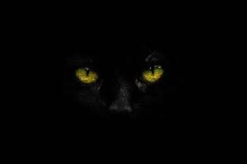 Cats and Mystery