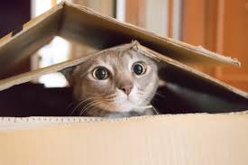 Love for Tight Spaces – Why cats love curling up in small or enclosed spaces, like boxes.
