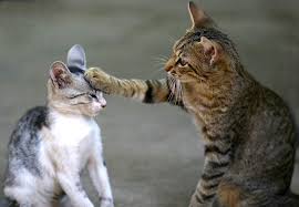 Cats and Other Cats – How cats communicate with each other and what makes them feel comfortable with another cat.