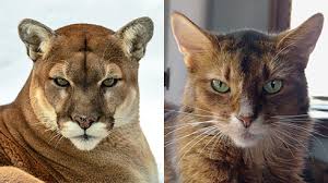 Difference Between House Cats and Wild Cats