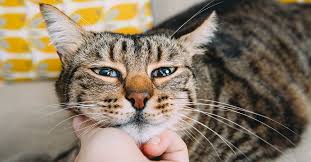 Cats as Therapy Animals – How cats can help people with anxiety, depression, or autism.