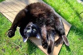 Cats with Different Personalities – How cats behave differently based on breed, age, or past experiences.