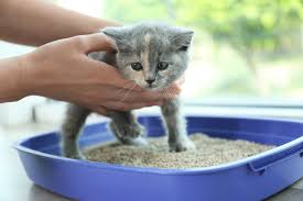 The Importance of Cat Training – How to train a cat to do things like use the litter box or play with toys.