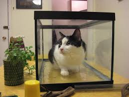 Living with a Cat in a Small Space – How to manage life with a cat in a small home and possible solutions.