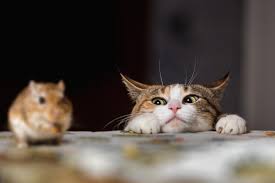 Cats' Feelings Toward Other Animals – How cats react to dogs, mice, or even other pets in the house.